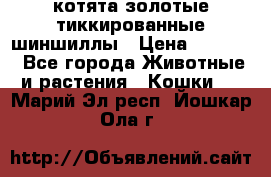 котята золотые тиккированные шиншиллы › Цена ­ 8 000 - Все города Животные и растения » Кошки   . Марий Эл респ.,Йошкар-Ола г.